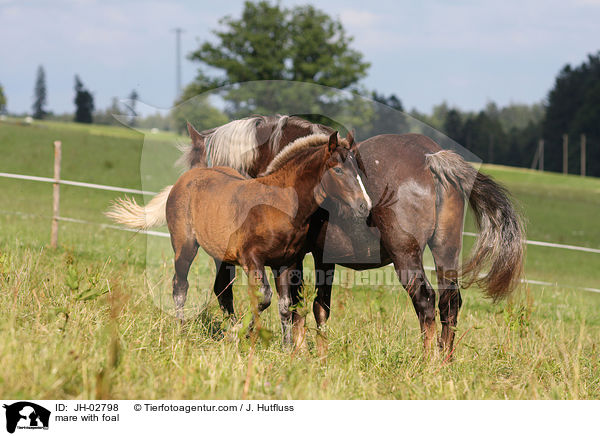 Stute mit Fohlen / mare with foal / JH-02798