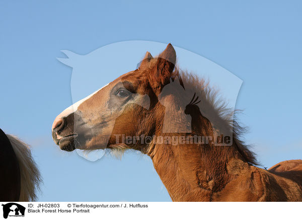 Black Forest Horse Portrait / JH-02803