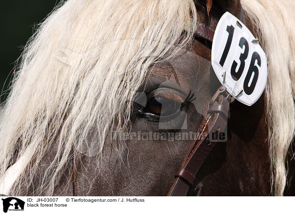 Schwarzwlder Fuchs / black forest horse / JH-03007