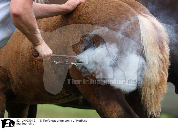 Fohlen brennen / foal branding / JH-03015