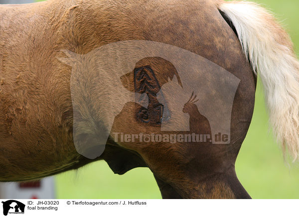 Fohlen brennen / foal branding / JH-03020