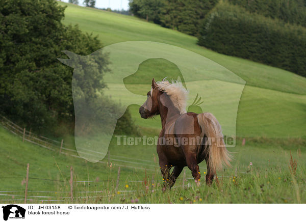 Schwarzwlder Fuchs / black forest horse / JH-03158