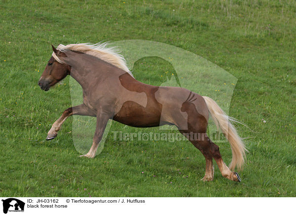 black forest horse / JH-03162
