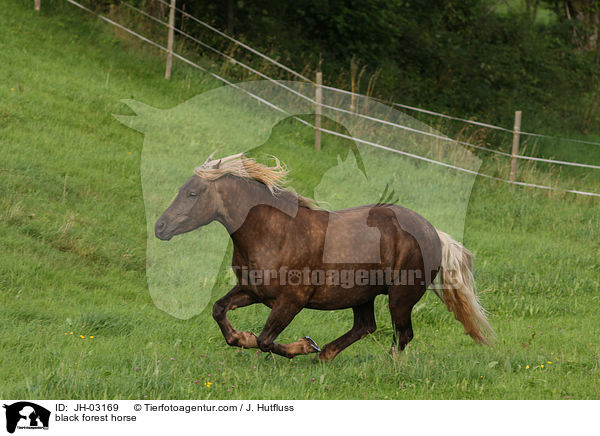 black forest horse / JH-03169