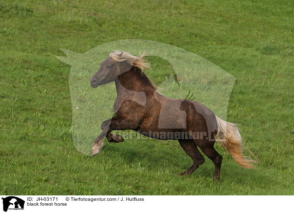 black forest horse / JH-03171