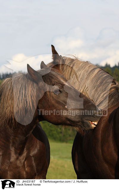 Schwarzwlder Fuchs / black forest horse / JH-03187