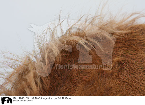 black forest horse / JH-03189