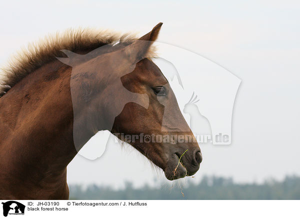Schwarzwlder Fuchs / black forest horse / JH-03190