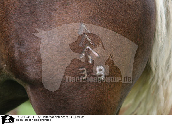 Schwarzwlder Fuchs Branzeichen / black forest horse branded / JH-03191