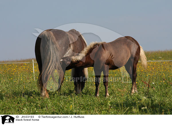 black forest horse / JH-03193
