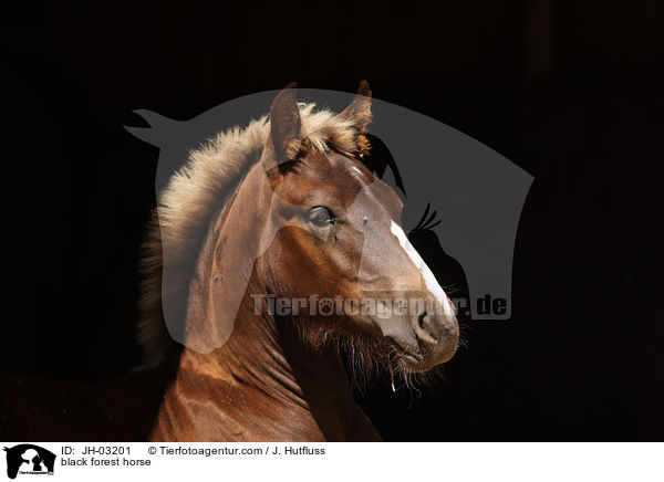 black forest horse / JH-03201