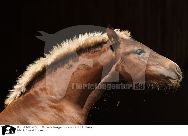 black forest horse / JH-03202