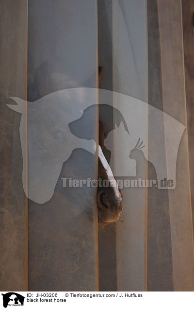 black forest horse / JH-03206