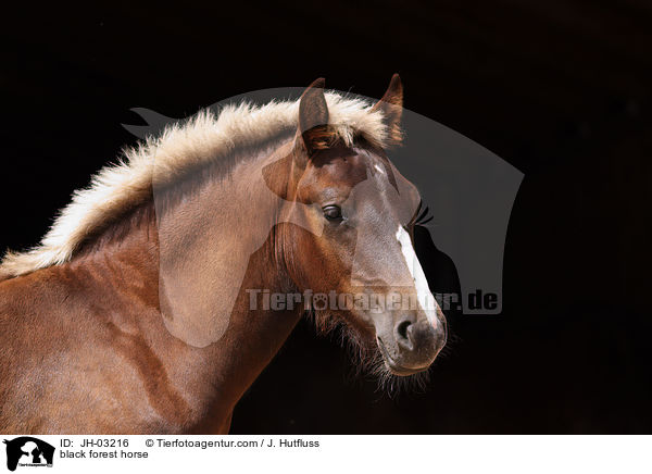black forest horse / JH-03216