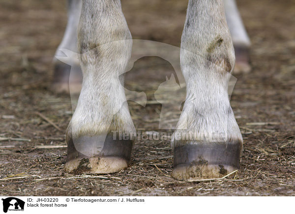 black forest horse / JH-03220