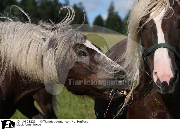 Schwarzwlder Fuchs / black forest horse / JH-03223