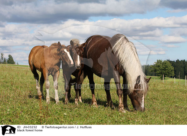 Schwarzwlder Fuchs / black forest horse / JH-03232