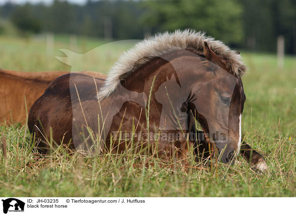 black forest horse / JH-03235