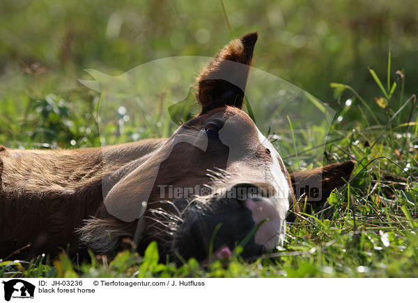 Schwarzwlder Fuchs / black forest horse / JH-03236