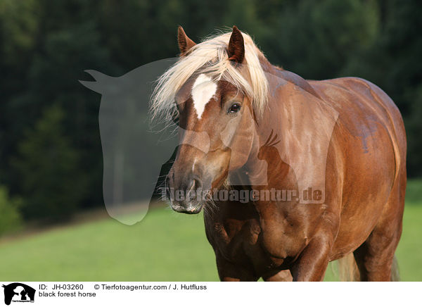 black forest horse / JH-03260