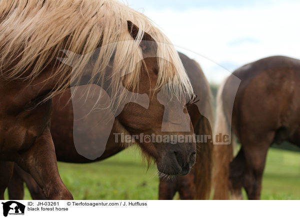Schwarzwlder Fuchs / black forest horse / JH-03261