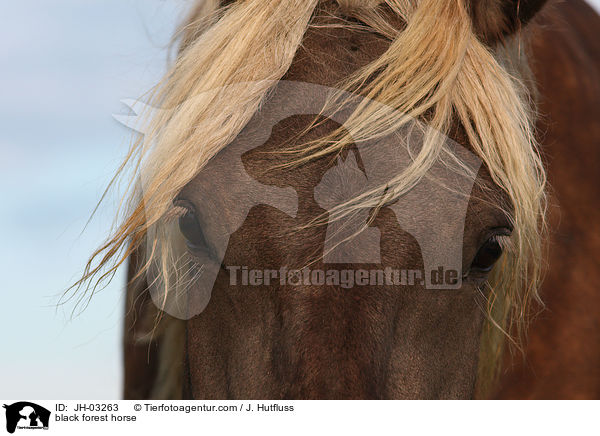 Schwarzwlder Fuchs / black forest horse / JH-03263