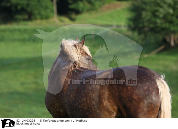 Schwarzwlder Fuchs / black forest horse / JH-03264