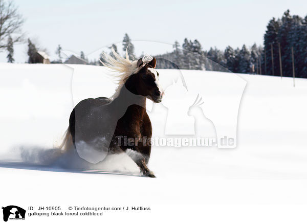 galoppierender Schwarzwlder Fuchs / galloping black forest coldblood / JH-10905