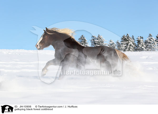 galoppierender Schwarzwlder Fuchs / galloping black forest coldblood / JH-10906