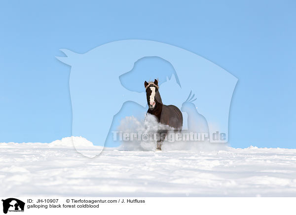 galoppierender Schwarzwlder Fuchs / galloping black forest coldblood / JH-10907