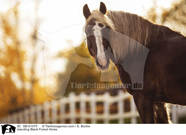 standing Black Forest Horse / SB-01070