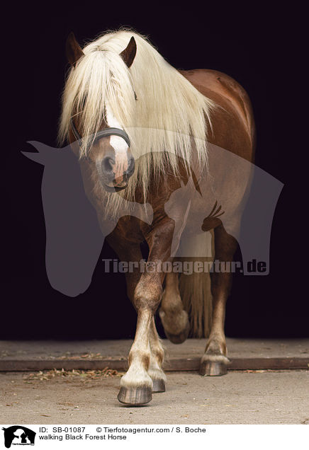 walking Black Forest Horse / SB-01087