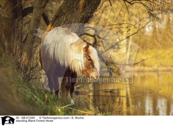 standing Black Forest Horse / SB-01089