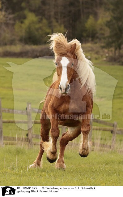 galloping Black Forest Horse / HS-01622