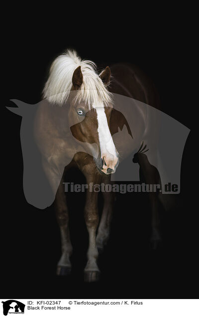 Black Forest Horse / KFI-02347