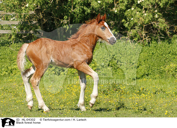 Schwarzwlder Fuchs / Black forest horse / HL-04302