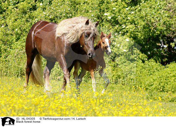 Schwarzwlder Fuchs / Black forest horse / HL-04305