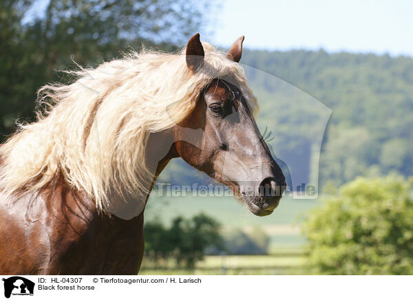 Schwarzwlder Fuchs / Black forest horse / HL-04307