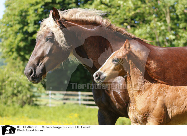 Schwarzwlder Fuchs / Black forest horse / HL-04308