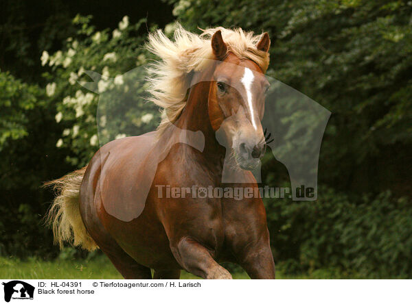 Schwarzwlder Fuchs / Black forest horse / HL-04391