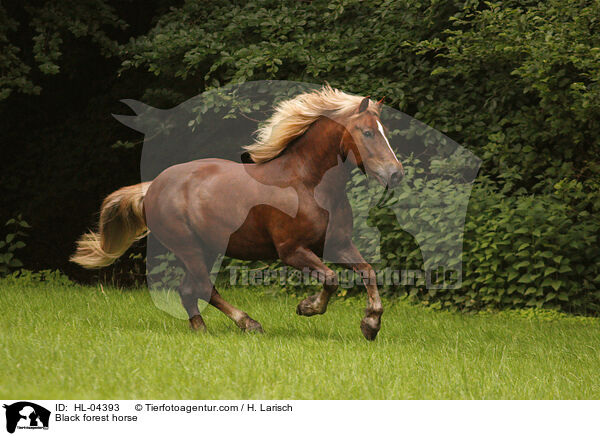 Schwarzwlder Fuchs / Black forest horse / HL-04393