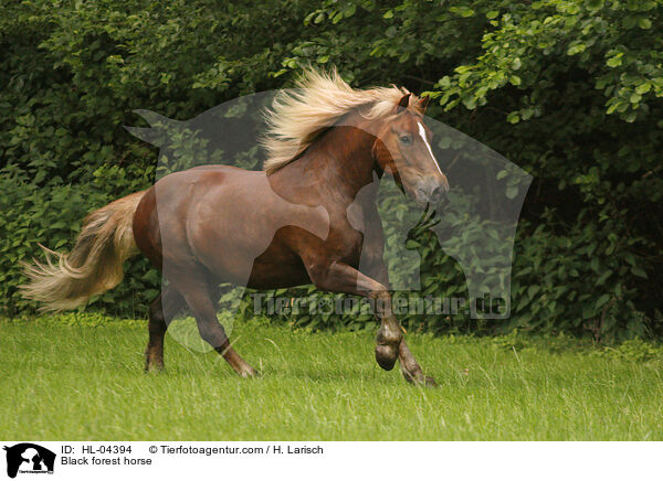 Schwarzwlder Fuchs / Black forest horse / HL-04394