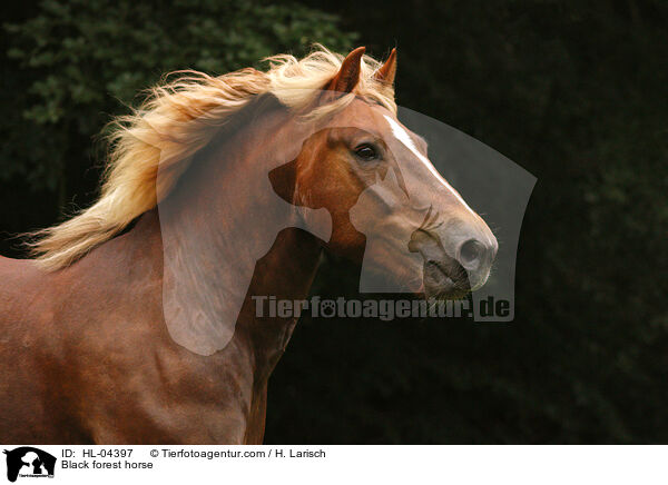 Schwarzwlder Fuchs / Black forest horse / HL-04397