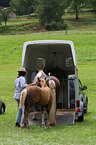 horse transport