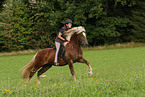 black forest horse