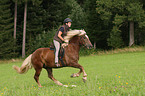 black forest horse