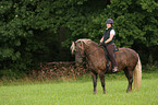 black forest horse