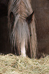 black forest horse