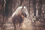 standing Black Forest Horse