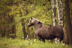 standing Black Forest Horse